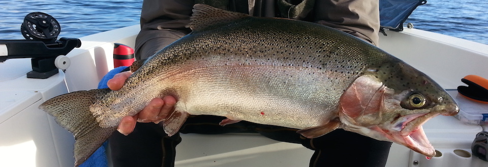 Jigging for trout at Lake Rotoiti - The Fishing Website